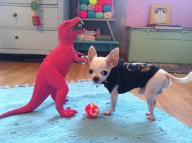 der tut nix........der will nur spielen.......